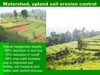 Watershed, upland soil erosion control
Vetiver hedgerows results:
- 90% reduction in soil loss
- 70% reduction in runoff
- 50% crop yield increase
due to improved soil
fertility, soil moisture and
better pest control (Ethiopia)
 