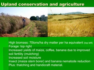 Upland conservation and agriculture
High biomass: 70tons/ha dry matter per ha equivalent (top left)
Forage: top right
Increased yields of maize, coffee, banana due to improved
soil fertility (mulching)
Increased soil moisture
Insect (maize stem borer) and banana nematode reduction
Plus: thatching and handicraft material.
 