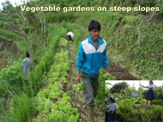 Children: “..
- school garden location was
shock: too steep & dry, rain
would wash away anything
planted
- surprise when being told to
cut terraces & plant ‘Vetiver
grass’
- agriculture teacher:
“Vetiver has roots going deep,
storing water below à grass
would stop soil washing away
Adults: awareness raising,
signing MoU…
- community learning garden
- protecting school, houses
- protection of spring
Vegetable gardens on steep slopes
 