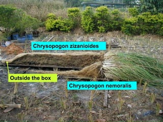 Chrysopogon zizanioides
Chrysopogon nemoralis
Outside the box
 