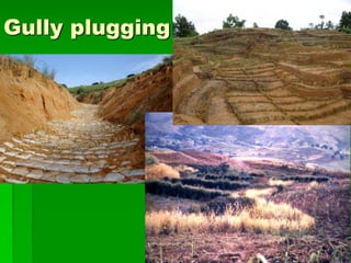 Gully plugging
 