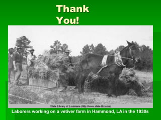 Thank
You!
Laborers working on a vetiver farm in Hammond, LA in the 1930s
 