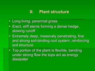 II: Plant structure
§ Long living, perennial grass
§ Erect, stiff stems forming a dense hedge,
slowing runoff
§ Extremely deep, massively penetrating, fine
and strong soil-binding root system, reinforcing
soil structure
§ Top portion of the plant is flexible, bending
under strong flow the tops act as energy
dissipater
 
