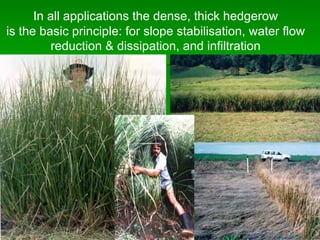 In all applications the dense, thick hedgerow
is the basic principle: for slope stabilisation, water flow
reduction & dissipation, and infiltration
 
