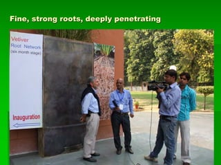 Australia: 1.3 m en 1
año.
Fine, strong roots, deeply penetrating
 