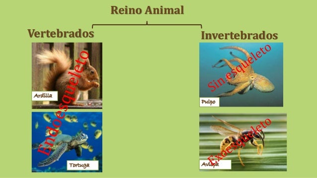 El Oso Panda Es Vertebrado O Invertebrado