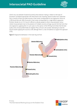 © 2023
The InternationalWorking Group on the Diabetic Foot
Intersocietal PAD Guideline
IWGDF
Guidelines
(which may vary between locations/countries) drives decision making in relation to the type of
procedure considered appropriate with these factors also impacting. Several studies have noted that
only a minority of foot and ankle wounds in their series corresponded to one angiosome. Kret et al,
(120) found that only 36% of wounds in their series corresponded to a single distinct angiosome.
Similarly, Aerden et al, (121) found it difficult to allocate people to direct revascularisation versus
indirect revascularisation due to the presence of multiple wounds and large wounds that had more than
one angiosome supplying them. In such cases it is the opinion of the Writing Committee that the best
quality artery should preferentially be targeted. Many clinicians will consider attempting to treat the
second vessel supplying the wound as well, although there is a lack of evidence to support this approach
(105).
Figure 3: Angiosome distribution in the lower leg and foot.
 
