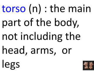torso (n) : the main
part of the body,
not including the
head, arms, or
legs
 