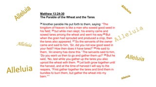 Matthew 13:24-30
The Parable of the Wheat and the Tares
24 Another parable He put forth to them, saying: “The
kingdom of heaven is like a man who sowed good seed in
his field; 25 but while men slept, his enemy came and
sowed tares among the wheat and went his way.26 But
when the grain had sprouted and produced a crop, then
the tares also appeared. 27 So the servants of the owner
came and said to him, ‘Sir, did you not sow good seed in
your field? How then does it have tares?’ 28 He said to
them, ‘An enemy has done this.’ The servants said to him,
‘Do you want us then to go and gather them up?’ 29 But he
said, ‘No, lest while you gather up the tares you also
uproot the wheat with them. 30 Let both grow together until
the harvest, and at the time of harvest I will say to the
reapers, “First gather together the tares and bind them in
bundles to burn them, but gather the wheat into my
barn.”’”
 