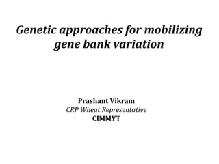 Prashant Vikram
CRP Wheat Representative
CIMMYT
Genetic approaches for mobilizing
gene bank variation
 
