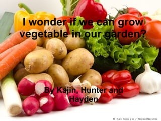I wonder if we can grow vegetable in our garden? By Kajin, Hunter and Hayden 