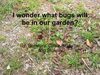 I wonder what bugs will be in our garden? By  Romaani, Caleb, Ngawhai and Shaolin 