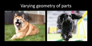 Dog Breed Classification Using Part Localization | PPTX