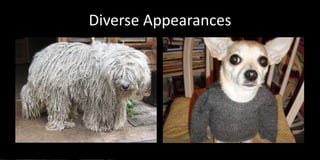Diverse Appearances
 