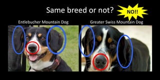 Same breed or not?              NO!!
Entlebucher Mountain Dog   Greater Swiss Mountain Dog
 