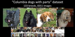 “Columbia dogs with parts” dataset
       133 breeds, 8351 images
 