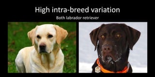 High intra-breed variation
      Both labrador retriever
 