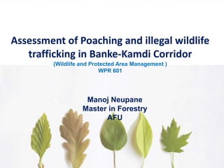Assessment of Poaching and illegal wildlife
trafficking in Banke-Kamdi Corridor
(Wildlife and Protected Area Management )
WPR 601
Manoj Neupane
Master in Forestry
AFU
 