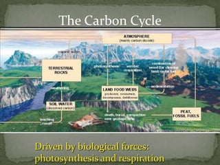 Nutrient cycle by Uday sir | PPTX