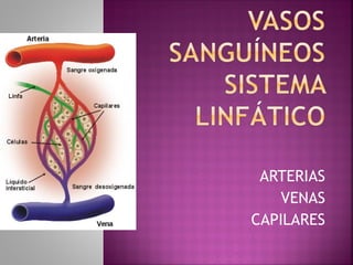Anatomía del sistema linfático. Ilustración por: José Zambrano