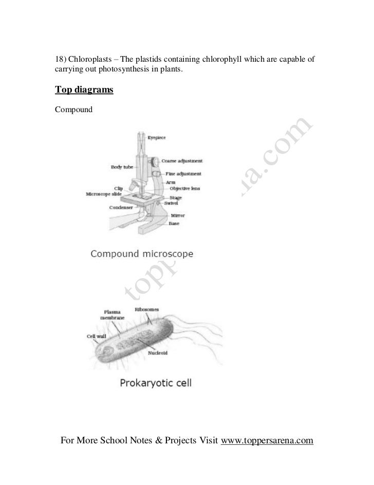 18) Chloroplasts – The plastids containing chlorophyll which are capable ofcarrying out photosynthesis in plants.Top diagr...