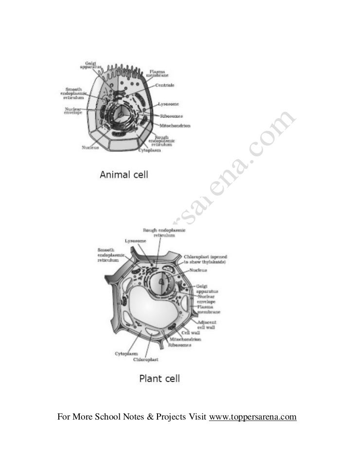 For More School Notes & Projects Visit www.toppersarena.com 
