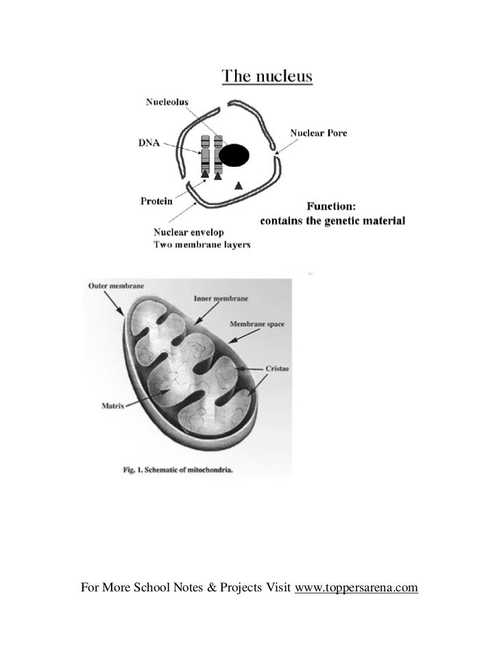 For More School Notes & Projects Visit www.toppersarena.com 