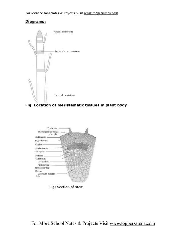 Ix Biology Full Notes Chapter 2 Pdf Gardening Home Garden
