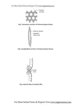 Ix Biology Full Notes Chapter 2 Pdf