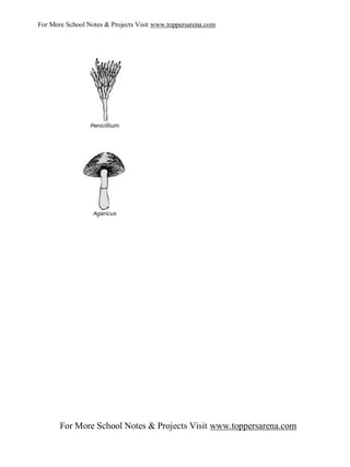 For More School Notes & Projects Visit www.toppersarena.com




       For More School Notes & Projects Visit www.toppersarena.com
 