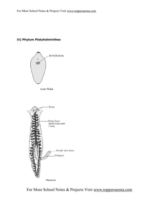 For More School Notes & Projects Visit www.toppersarena.com




iii) Phylum Platyhelminthes




       For More School Notes & Projects Visit www.toppersarena.com
 