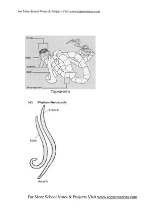 For More School Notes & Projects Visit www.toppersarena.com




       For More School Notes & Projects Visit www.toppersarena.com
 