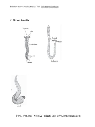 For More School Notes & Projects Visit www.toppersarena.com




v) Phylum Annelida




       For More School Notes & Projects Visit www.toppersarena.com
 