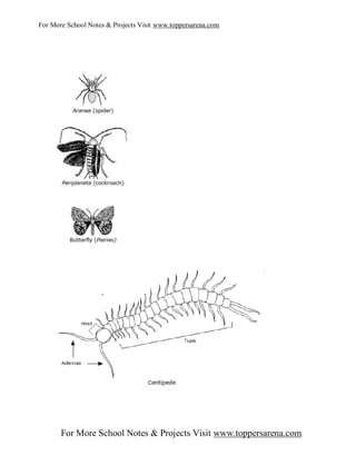 For More School Notes & Projects Visit www.toppersarena.com




       For More School Notes & Projects Visit www.toppersarena.com
 