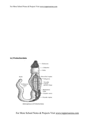 For More School Notes & Projects Visit www.toppersarena.com




ix) Protochordata




       For More School Notes & Projects Visit www.toppersarena.com
 