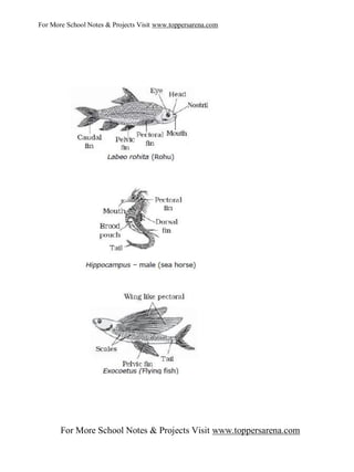 For More School Notes & Projects Visit www.toppersarena.com




       For More School Notes & Projects Visit www.toppersarena.com
 