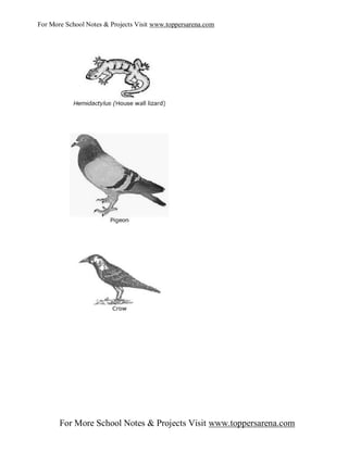 For More School Notes & Projects Visit www.toppersarena.com




       For More School Notes & Projects Visit www.toppersarena.com
 