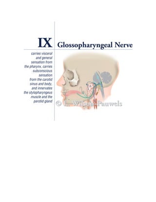 IX             Glossopharyngeal Nerve
      carries visceral
          and general
      sensation from
 the pharynx, carries
        subconscious
            sensation
     from the carotid
     sinus and body,
       and innervates
the stylopharyngeus
      muscle and the
         parotid gland
                         © L. Wilson-Pauwels
 