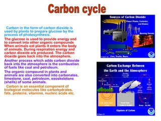 Carbon in the form of carbon dioxide is
used by plants to prepare glucose by the
process of photosynthesis.
The glucose is used to provide energy and
to convert into other organic compounds
When animals eat plants it enters the body
of animals. During respiration energy and
carbon dioxide are produced. The carbon
dioxide goes back into the atmosphere.
Another process which adds carbon dioxide
back into the atmosphere is the combustion
of fuels like coal and petroleum.
The organic compound in plants and
animals are also converted into carbonates,
limestone, coal, petroleum, exoskeletons
(shells) of some animals.
Carbon is an essential component of
biological molecules like carbohydrates,
fats, proteins, vitamins, nucleic acids etc.
 