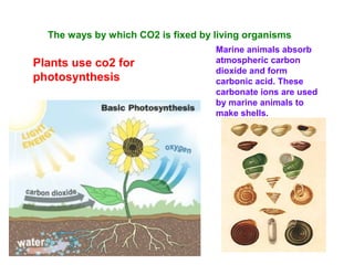 Marine animals absorb
atmospheric carbon
dioxide and form
carbonic acid. These
carbonate ions are used
by marine animals to
make shells.
Plants use co2 for
photosynthesis
The ways by which CO2 is fixed by living organisms
 