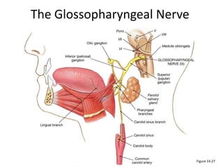 The Glossopharyngeal Nerve
PLAY
Figure 14.27
 