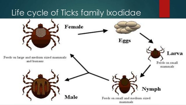 life cycle of a tick