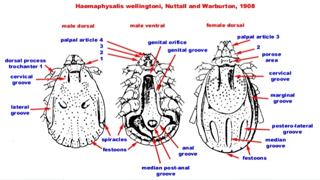 Ixodes (Hard Ticks) acari order diagram 