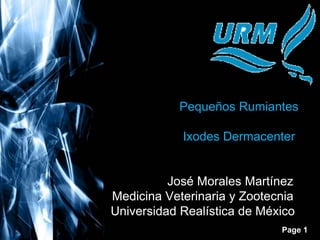 Pequeños Rumiantes 
Ixodes Dermacenter 
José Morales Martínez 
Medicina Veterinaria y Zootecnia 
Universidad Realística de México 
Page 1 
 