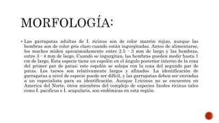  Las garrapatas adultas de I. ricinus son de color marrón rojizo, aunque las
hembras son de color gris claro cuando están ingurgitadas. Antes de alimentarse,
los machos miden aproximadamente entre 2.5 - 3 mm de largo y las hembras,
entre 3 - 4 mm de largo. Cuando se ingurgitan, las hembras pueden medir hasta 1
cm de largo. Esta especie tiene un espolón en el ángulo posterior interno de la coxa
del primer par de patas; este espolón se solapa con la coxa del segundo par de
patas. Los tarsos son relativamente largos y afinados. La identificación de
garrapatas a nivel de especie puede ser difícil, y las garrapatas deben ser enviadas
a un especialista para su identificación. Aunque I.ricinus no se encuentra en
America del Norte, otros miembros del complejo de especies Ixodes ricinus tales
como I. pacificus e I. scapularis, son endémicas en esta región.
 