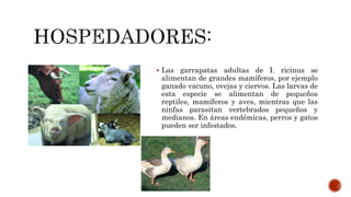  Las garrapatas adultas de I. ricinus se
alimentan de grandes mamíferos, por ejemplo
ganado vacuno, ovejas y ciervos. Las larvas de
esta especie se alimentan de pequeños
reptiles, mamíferos y aves, mientras que las
ninfas parasitan vertebrados pequeños y
medianos. En áreas endémicas, perros y gatos
pueden ser infestados.
 