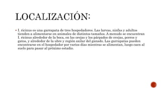  I. ricinus es una garrapata de tres hospedadores. Las larvas, ninfas y adultos
tienden a alimentarse en animales de distintos tamaños. A menudo se encuentran
I. ricinus alrededor de la boca, en las orejas y los párpados de ovejas, perros y
gatos, y alrededor de la ubre y región axilar del ganado. Las garrapatas pueden
encontrarse en el hospedador por varios días mientras se alimentan, luego caen al
suelo para pasar al próximo estadio.
 
