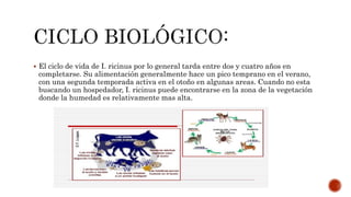  El ciclo de vida de I. ricinus por lo general tarda entre dos y cuatro años en
completarse. Su alimentación generalmente hace un pico temprano en el verano,
con una segunda temporada activa en el otoño en algunas areas. Cuando no esta
buscando un hospedador, I. ricinus puede encontrarse en la zona de la vegetación
donde la humedad es relativamente mas alta.
 