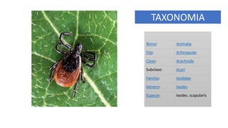 IXODES SCAPULARIS final.pptx