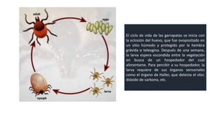 IXODES SCAPULARIS Final pptx ixodes-scapularis-final-pptx